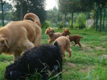 成都哆咭屋寵物寄養 看得見的安心，專業寵物服務新選擇