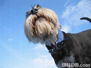 寵物護理服務 全方位指南，從用品到專業服務