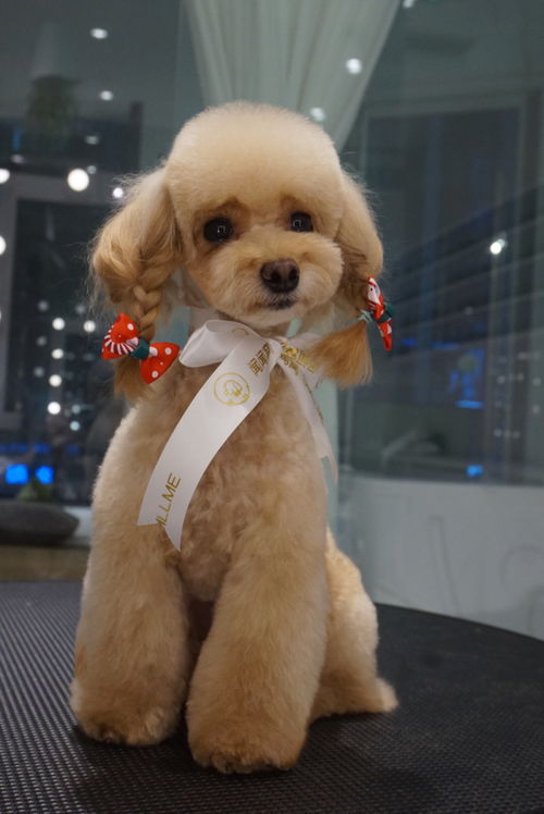 聞聞窩寵物生活館周年慶典 專屬星寵卡壕禮來襲，寵愛升級