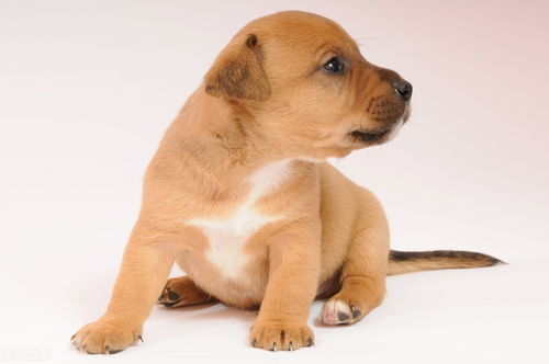 養寵新手指南 如何選擇寵物、注意事項與寵物服務